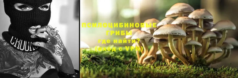Псилоцибиновые грибы Psilocybe  дарнет шоп  Аркадак 